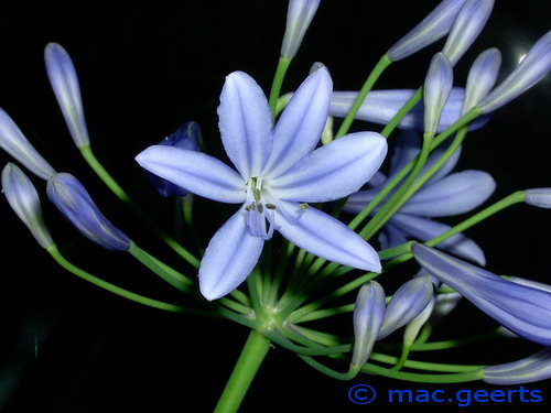 Agapanthus 'Dr Brouwer'